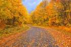 Canada-Ontario Country road through forest Art Print